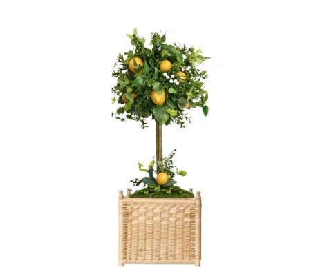 Gorgeous lemon topiary in wicker box planter (medium) 