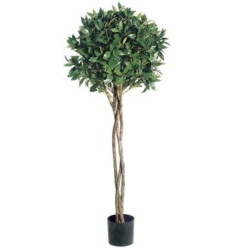 Fabulous new 4 ft bay leaf topiary with braided trunk