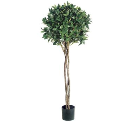Fabulous new 4 ft bay leaf topiary with braided trunk