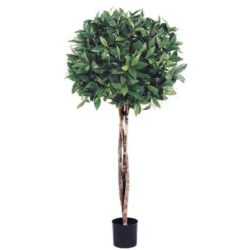 Fabulous new 3ft bay leaf topiary tree