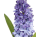 Fabulous lifelike 12.5' lilac hyacinth stems (box of 12)