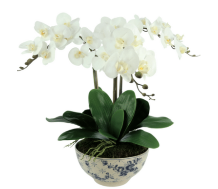 Fabulous three stem white orchid in white trellis bowl