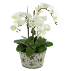Stunning new three stem white orchid in fabulous blue and white porcelain pot