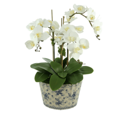 Stunning new three stem white orchid in fabulous blue and white porcelain pot