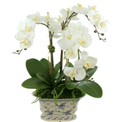 Fabulous new three stem white orchid in gorgeous scalloped blue and white porcelain pot