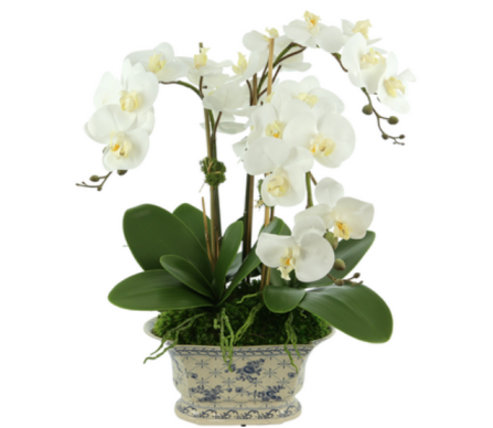 Fabulous new three stem white orchid in gorgeous scalloped blue and white porcelain pot