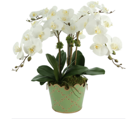 Fabulous three stem orchid in green trellis cache pot (5 color options)