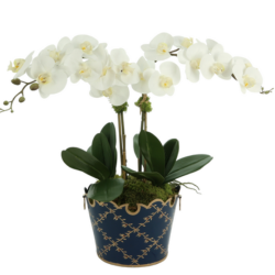 Fabulous two stem orchid in navy trellis cache pot (5 color options)