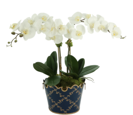Fabulous two stem orchid in navy trellis cache pot (5 color options)