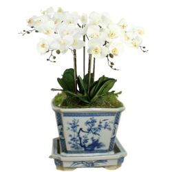 Stunning 3 stem white orchid in porcelain container