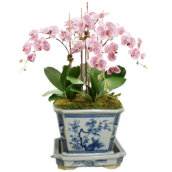 Stunning three stem pink orchid in porcelain container