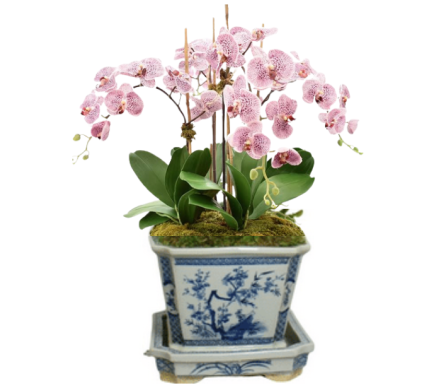 Stunning three stem pink orchid in porcelain container