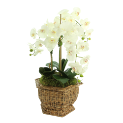 Incredible new 3 stem white orchid arrangment in hex wicker planter
