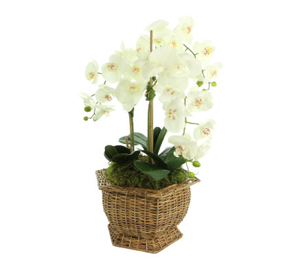 Incredible new 3 stem white orchid arrangment in hex wicker planter