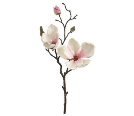 Stunning pale pink magnolia branches (box of 12)