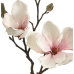 Stunning pale pink magnolia branches (box of 12)