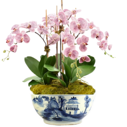 Incredible 5 stem extra large orchid arrangement (pink)