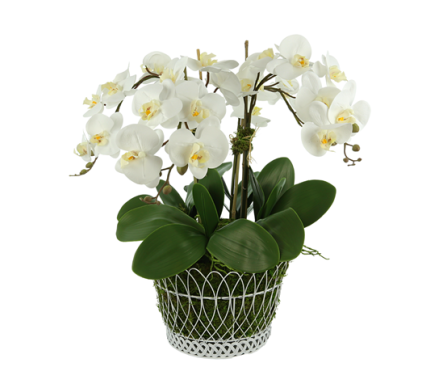 Beautiful large four stem white orchid in French wire basket 