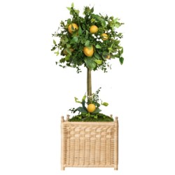 Gorgeous lemon topiary in wicker box planter (large)