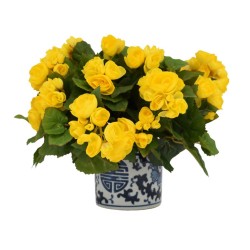 Beautiful Yellow Begonia in Small Happiness Planter
