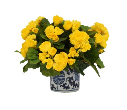 Beautiful Yellow Begonia in Small Happiness Planter