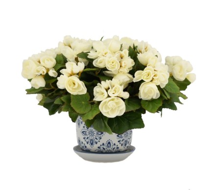 White Begonias in Darling Blue and White Planter