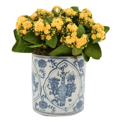 Yellow Kalanchoe in Porcelain Round Planter