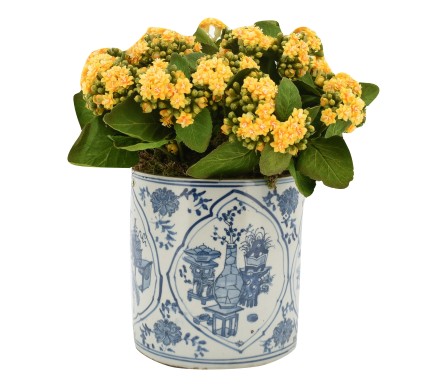 Yellow Kalanchoe in Porcelain Round Planter