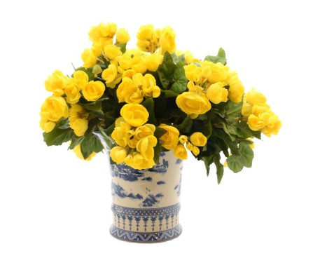Yellow Begonia in Blue and White Tapered Planter