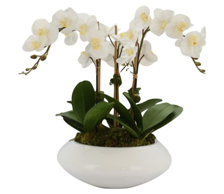 Three Stem White Orchid in Modern White Planter