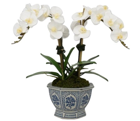 Two Stem White Orchid in Trellis Hexagon Planter