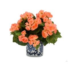 Beautiful Apricot Begonia in Blue and White Planter