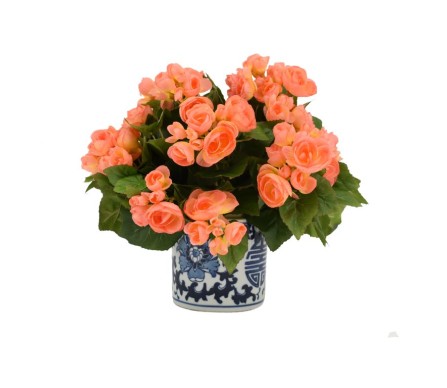 Beautiful Apricot Begonia in Blue and White Planter
