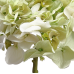 Gorgeous white/green hydrangea (box of 12)