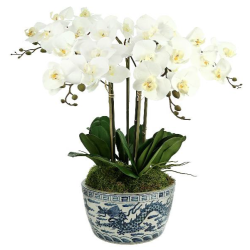 Incredible four stem white orchid in dragon porcelain planter