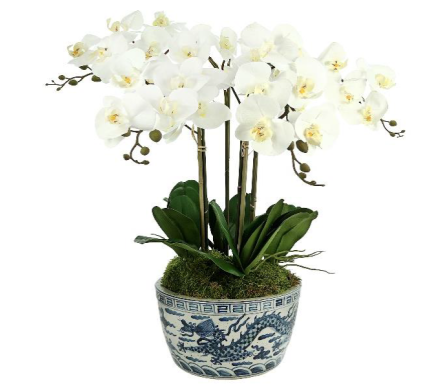 Incredible four stem white orchid in dragon porcelain planter