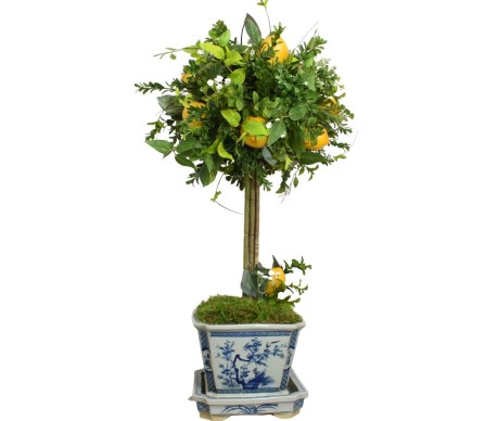 Fabulous mid sized lemon and greenery topiary in square porcelain planter
