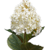 Stunning 32" oakleaf white hydrangeas (box of 12)