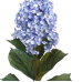 Stunning 32" oakleaf blue/purple hydrangeas (box of 12)