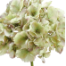 Fabulous pale green hydrangea stems (box of 8) 