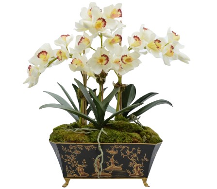Fabulous large white orchid plant