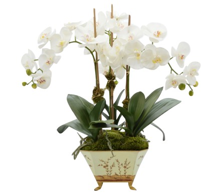 Incredible large 3 stem white orchid plant