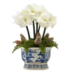 Fabulous 5 stem White Amaryllis and Pinecone