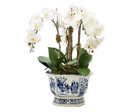Four Stem Orchid in Square Figurine Scalloped Planter