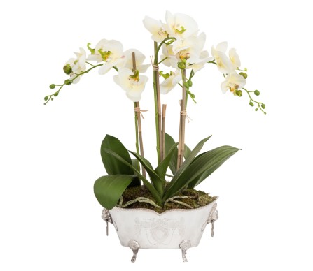 Three stem Orchid in Elegant Etched Silver Planter with Lion Rings