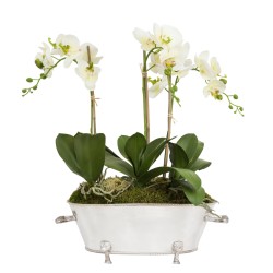 Three Stem Orchid in Oversized Silver Planter