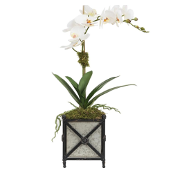 Stunning single orchid in metal Provence planter