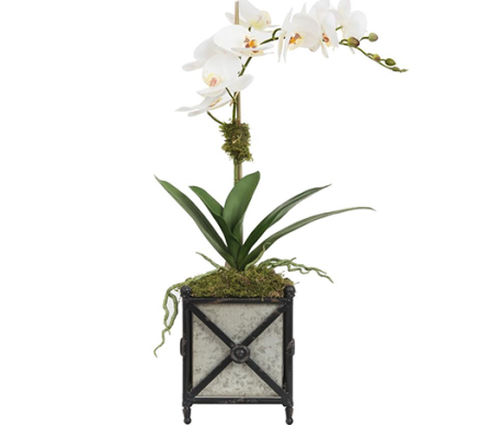 Stunning single orchid in metal Provence planter