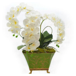 Three Stem Orchid in Green and Gold Chinoiserie Planter