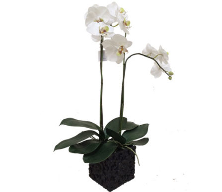 2 Stem White Orchid